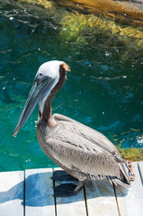 American pelican rests on post in Florida