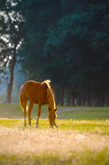 A wild horse head profile portrait