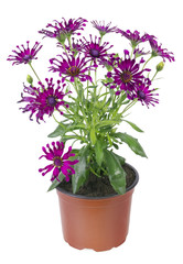 Favourite violet indoor flower