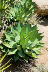 Fototapeta premium Spiky Agave plant, Falmouth, Cornwall, UK