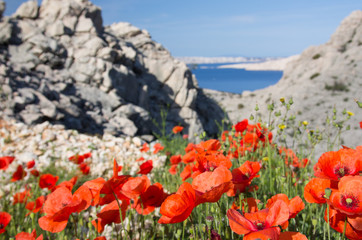 Mohnblüten