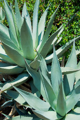 Obraz premium Spiky Agave plant, Falmouth, Cornwall, UK