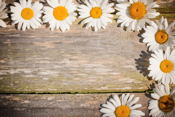 Obraz premium chamomile on wooden background