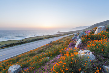 wild flowers in Big Sur  and California highway 1