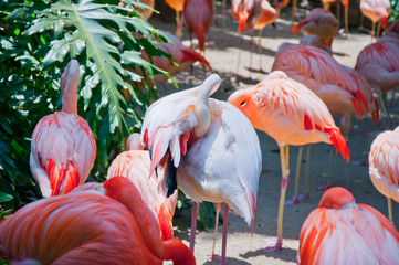 Some flamingos in the water