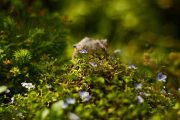 Obraz premium Wonderland