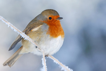 Winter Robin