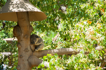 Australian Koala Bear