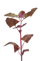 Fresh branch of Garden Orache