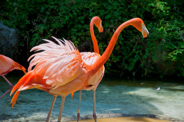 Some flamingos in the water