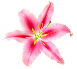 Fototapeta na wymiar pink lilies isolated on white background