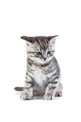 Britain's little kitten