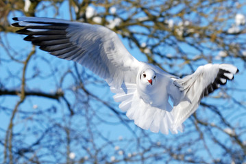 Black Headed Gull Winter