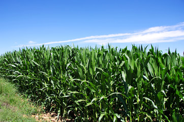 Fototapeta premium Green corn field at Portugal