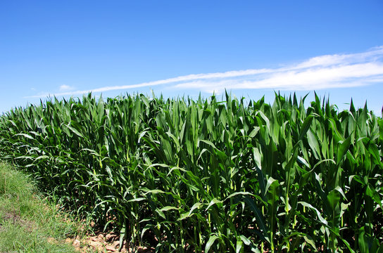 Green corn field at Portugal