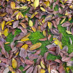 Leaf on green grass