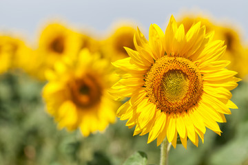 Sonnenblumen