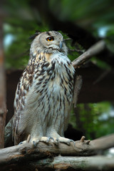 Tawny Owl