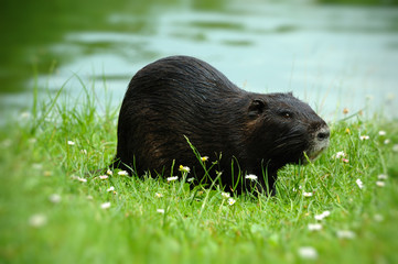 Nutria