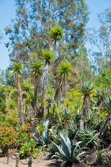 Obraz premium Variegated succulent agave or yucca plant