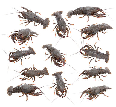 crayfish (Astacus leptodactylus) isolated on white background
