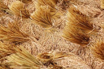 bundles of rice after the harvest