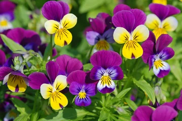Zelfklevend Fotobehang viooltjes © philip kinsey