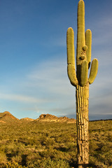 Cactus Landscape
