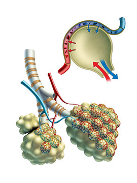 Pulmonar alveoli