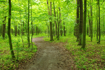 green forest