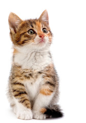 Obraz premium Kitten on white