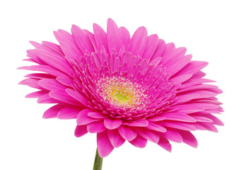 gerbera flower