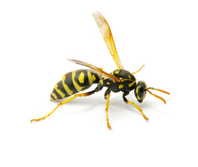 wasp
