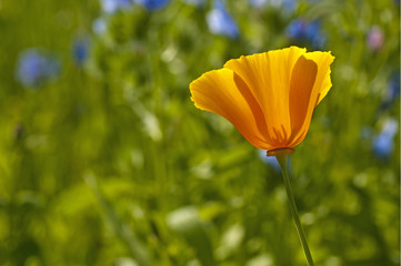 kalifornischer Mohn