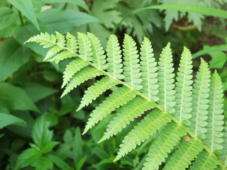 Green fern