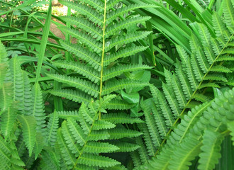 Green fern