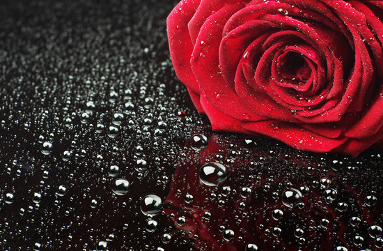 Fototapeta Rose with water drops