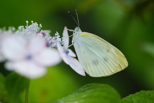 紫陽花にとまるモンシロチョウ