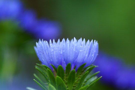 水滴が付いたストケシア（ルリギク）