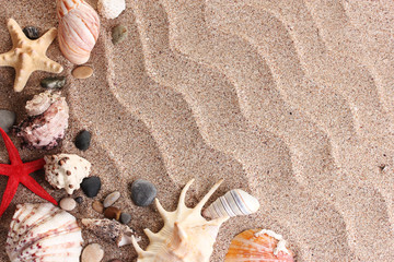 Beach with a lot of seashells and starfishes
