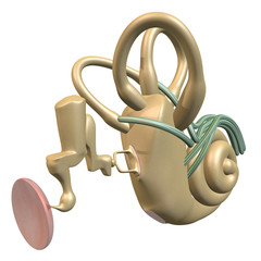 Inner ear three_quarter view