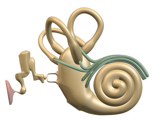 Inner-ear Front view