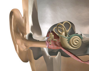 cross-section of the inner ear, front view