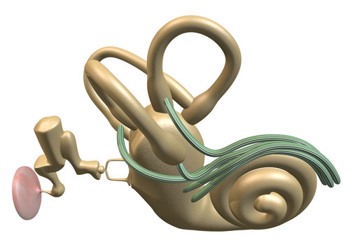 Inner ear above view