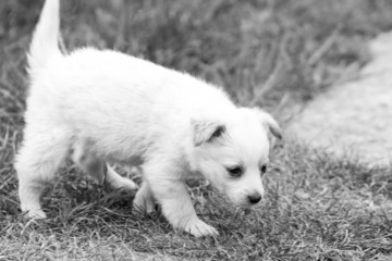 Brown and white puppy in the grass