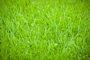 green grass