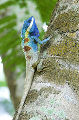 Colorful Chameleon