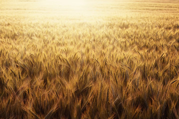 Wheat field at sunset with copy space