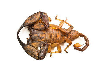 Large australian scorpion