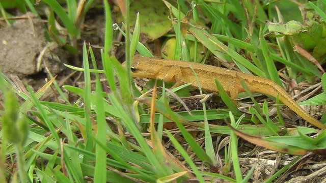 Teichmolch - Lissotriton vulgaris
